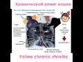 Хронический ринит кошек Эфир Inst от 17.04.2020 /Feline Chronic rhinitis/ Talks.