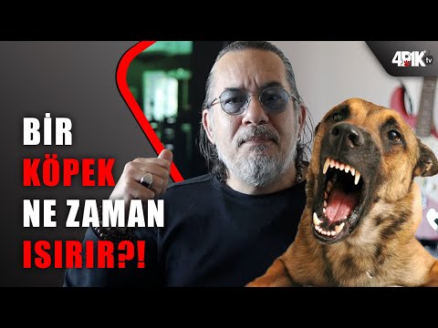 Bir köpek ne zaman ısırır? (Agresyon Merdiveni)