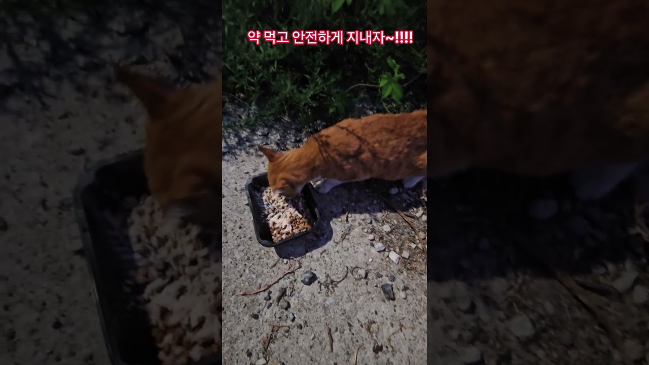 우리 길냥이들 #복순이 #까망이 #휴일 #부산강서구