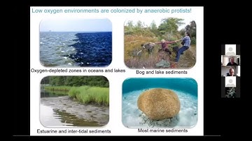 Jon Jerlström-Hultqvist: Symbiosis – perspectives from Anaeramoeba