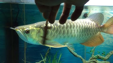 cá rồng ăn thạch sùng và cái kết