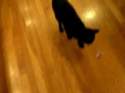 Jesse James the Fetching Cat