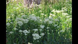 The Ecology of Spring Meadow