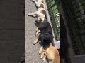 Treat them well ❤️❤️🥲#streetdog #love #dog #shorts