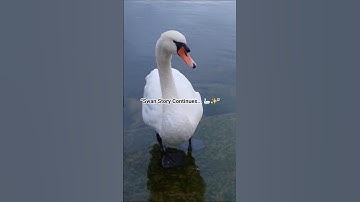 Swan Series 2 🦢 Cleaning & Saying Goodbye Again #shorts #swan #nature