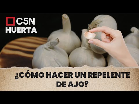 Video: ¿Cómo se hace el repelente de insectos con ajo?