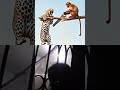 #funny #animals #youtubeshorts #duet #automobile