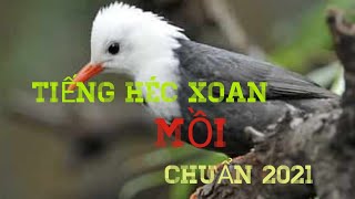 Tiếng héc xoan gọi bầy chuẩn 2021 .KHÔNG TẠP ÂM.#HÉC