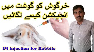 Rabbit IM injection || How to give injection to Rabbits in Muscles || Malik Rabbit Farms Chakwal