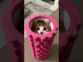 You have a Cat, but you can’t find it... 🔍#funny #funnycats #animals #cute #cats #cat #memes #pets