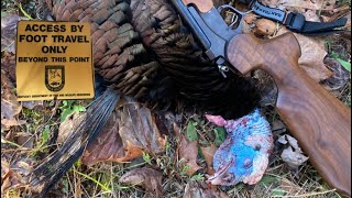 High Pressured Hill Country Gobblers/ Amongst the flock