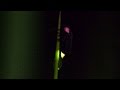 【自然音】ホタルのいる音景色 / Nature Sounds