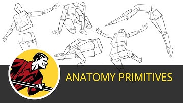 The Importance of Primitive Anatomy Shapes