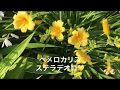 まるおの母 まるこの宿根草と低木の庭 2018 06 03 真夏日の庭に熱風が...。暑さに負けないガーデンアルストロメリア 源平シモツケは涼しげな色合い キンロバイは、チビだけど木です❗️