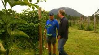 The Garden Gurus - Biodynamics