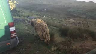 Schottisches Hochlandrind Zwischen Wohnmobilen