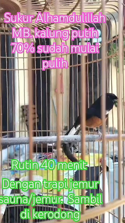 Murai batu kalung putih