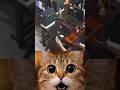 cat reaction