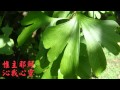 4 誰如耶穌慰我心懷 精典聖歌100首7主愛深 4 誰如耶穌慰我心懷 精典聖歌100首7主愛深