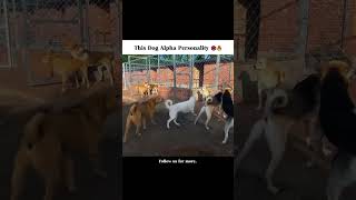 #DogMotivation #BeLikeCharlie #KingCharlie #DogPower #SilentLeader #DogLove #AdoptDontShop #RealAi