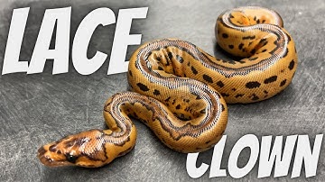 FIRST Look At Lace Redstripe Clown!