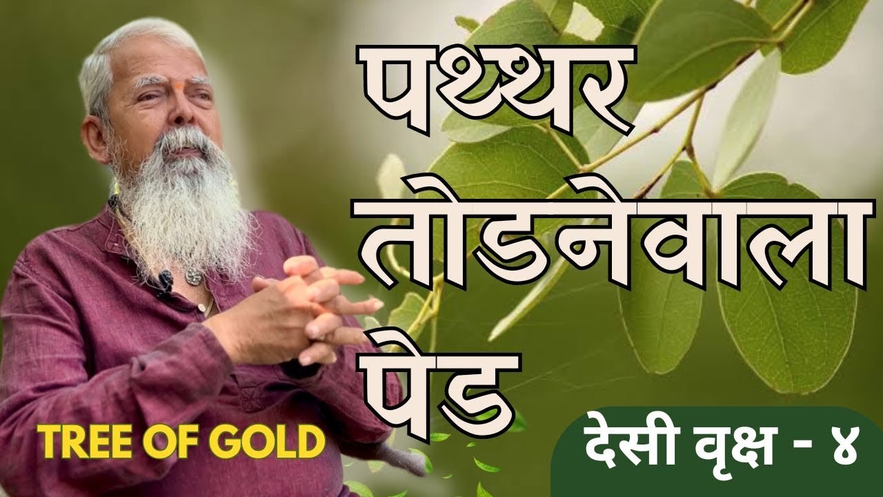 देसी वृक्ष | पथ्थर तोडनेवाला पेड | राजेंद्र भट | निसर्गमित्र , बदलापूर