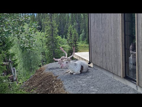 Renbesök precis utanför fönstret: "Jäkligt fascinerande" | TV4 Nyheterna | TV4 & TV4 Play