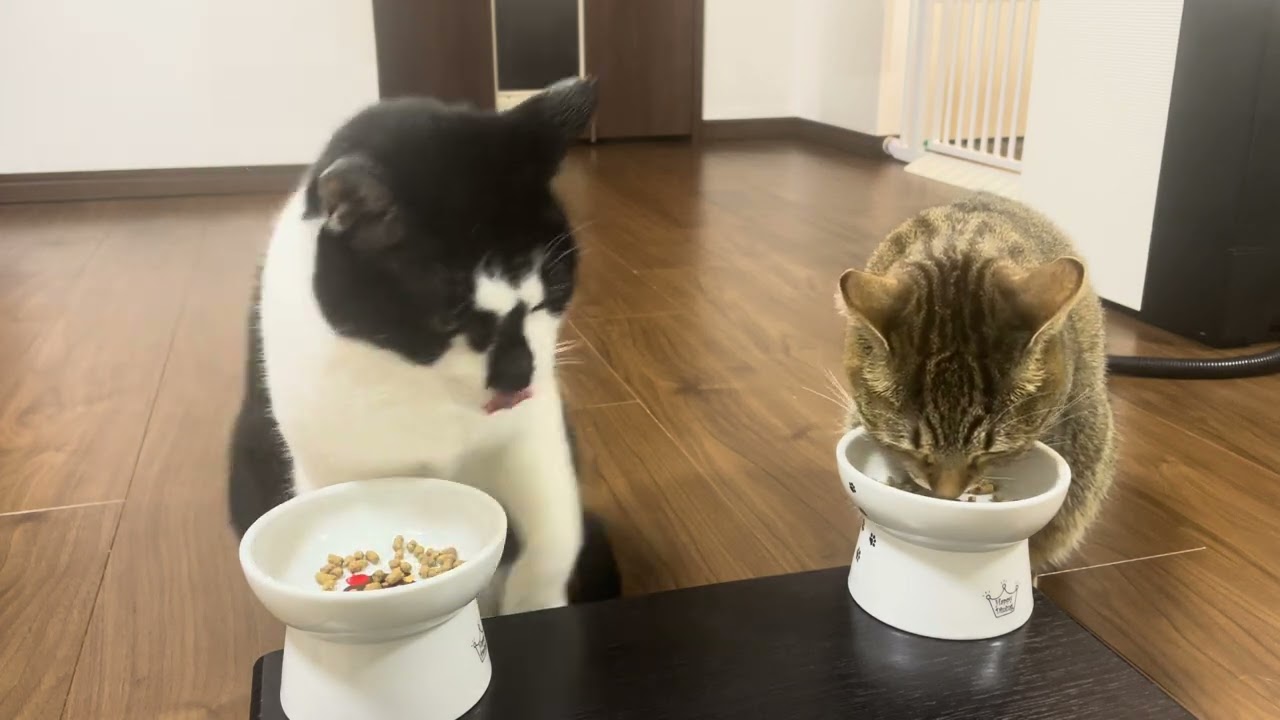 1766 20260207 夕食 Enjoy your meal, Bon appetit