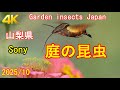 庭の昆虫 Garden insects Sony a6300 [4K]
