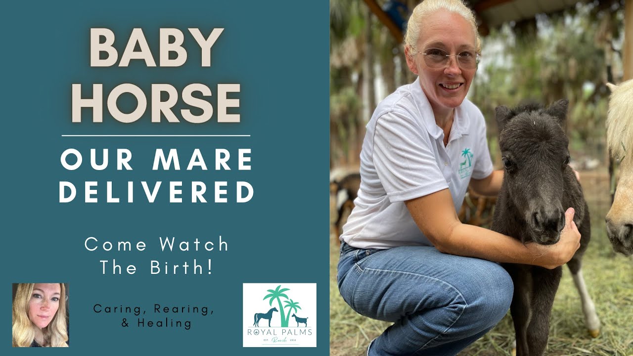 Miniature Horse Mare Gives Birth to Miniature Baby Birthing Process