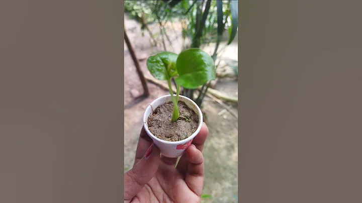 #shorts​ ll DIY Money plant 🌿ll Money plant propagation🌿#shortsfeed​#youtube#propagate​#moneyplant