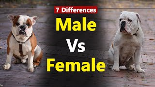 Male Vs Female Bulldog: 7 Differences Between Them by Dog Lovers 217 views 1 month ago 3 minutes, 32 seconds