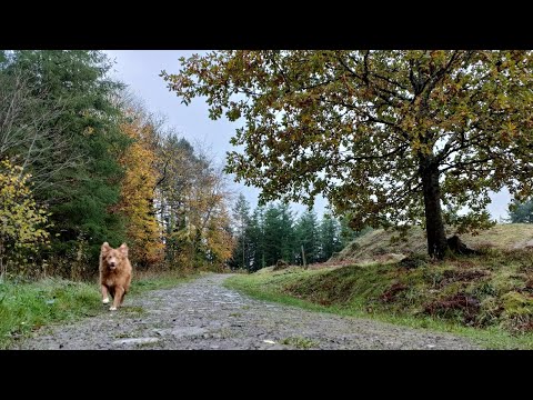 Join Oti Toller and I for a wet and wonderful walk around @ForestryEngland woodland, UK.