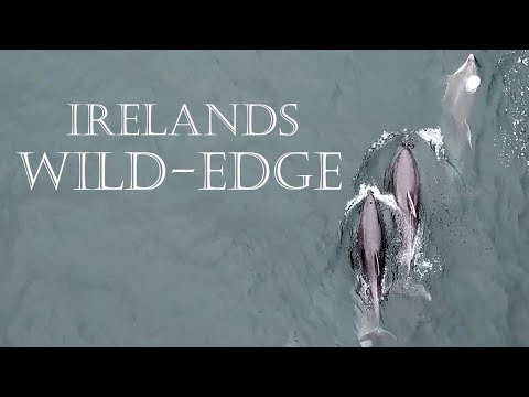 Vídeo: Illa d'Irlanda: natura, flora i fauna