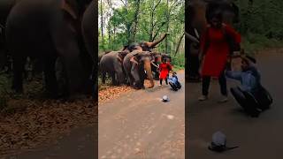 Angry Wild Elephant Attack Jungle Road Horror Bachao Bachao