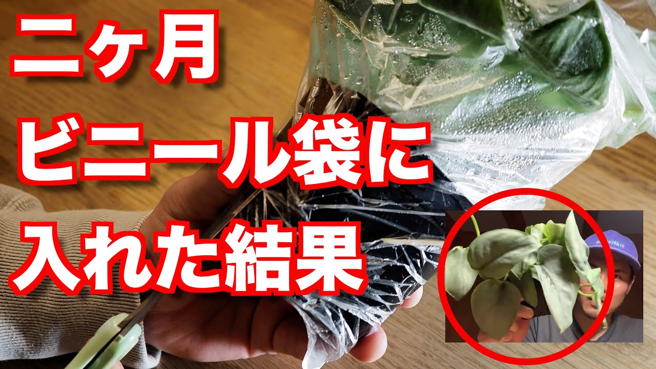 スキンダプサスを二ヶ月ビニール袋に入れて放置してみた