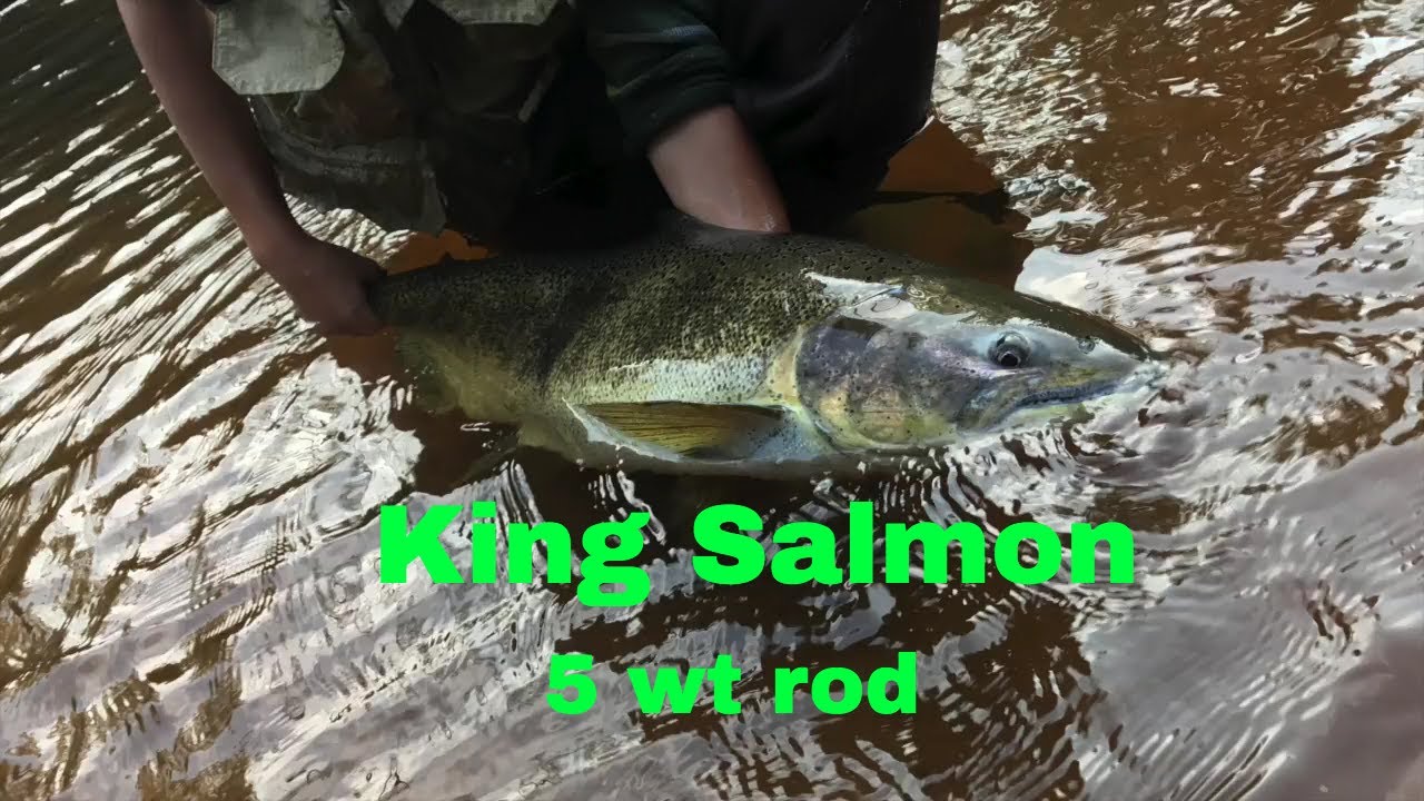 Fly fishing for KING SALMON 5 wt rod Brule river YouTube
