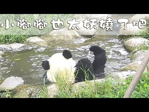 《熊貓早晚安》小腳腳也太妖嬈了吧 | iPanda熊貓頻道