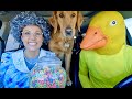 Rubber ducky surprises grandma  puppy with car ride chase