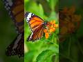 butterfly butterfly