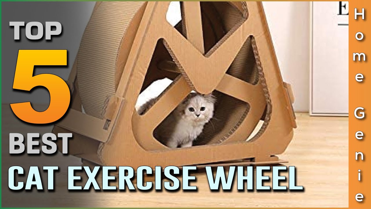 best cat exercise wheel