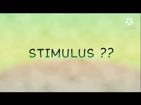 Video: Apa itu stimulus aversif?