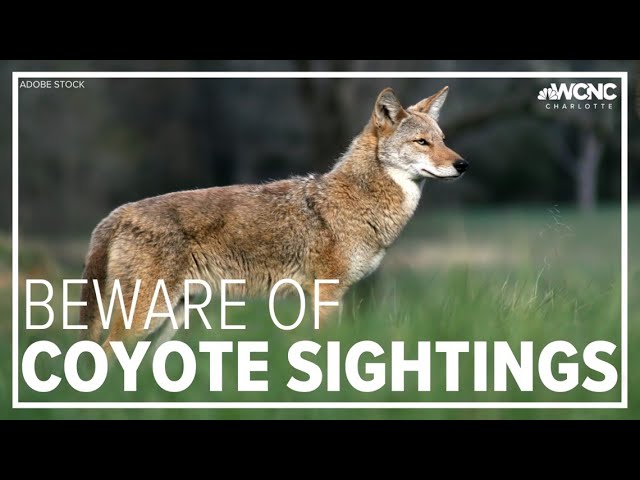 Coyotes in North County San DIego Neighborhoods