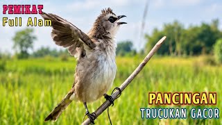 PANCINGAN TRUCUKAN GACOR ALAM !! SUARA ASLI PEMIKAT