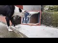 Mirror prank for dog Hilarious Reaction |Dog mirror prank | part 1 | pets gallery