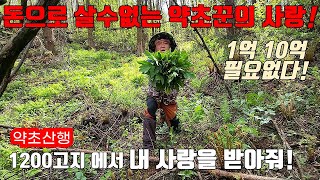 1억 10억으로도 살 수 없는 약초꾼의 고백! 1,200고지에서 만난 심마니가 알려준 산나물 약초산행 이야기! 약초꾼의 리얼 야생 진짜 방송! Country life