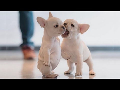 Video: On erittäin yksinkertainen tapa auttaa kodittomia koiria nauttimaan lomista