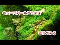 No.010　【FOX ACADEMY】キューバパールグラスを植えてみる