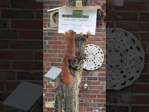 TOTO voorspelling EK voetbal 2021 Nederland- Tsjechië  eekhoorn in tuin  Vaals.