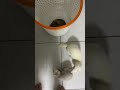 洗衣籃時間 laundry basket time 🫠 #ferret #寵物 #pets #cute #animals #lovely #可愛い #日常 #adorable #funny #可愛